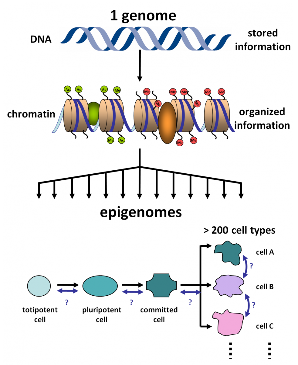 Epigenetics And DNA Repair - Epigenetic Reprogramming